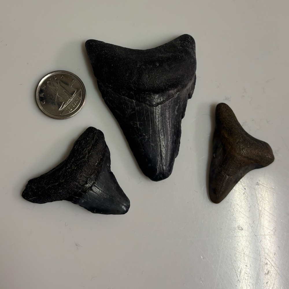 Fossilized Shark Teeth (set of 3)